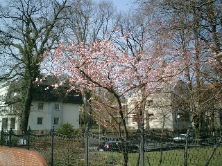 Kirsch