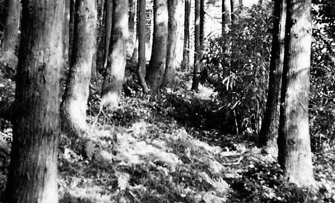 waldchen des Fuchs